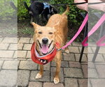 Small #1 Australian Kelpie-Golden Retriever Mix