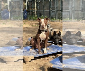 Spice - Male American Pit Bull Terrier-Unknown Mix Dog for Adoption - Photo #3