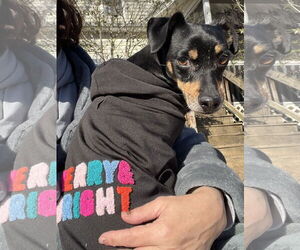Miniature Pinscher-Unknown Mix Dogs for adoption in Holly Springs, NC, USA