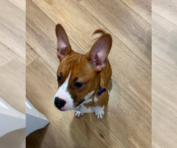 Medium Photo #2 Basenji-Unknown Mix Puppy For Sale in Springdale, PA, USA
