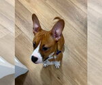 Small #1 Basenji Mix