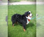 Small Photo #1 Bernese Mountain Dog Puppy For Sale in BAYARD, NE, USA
