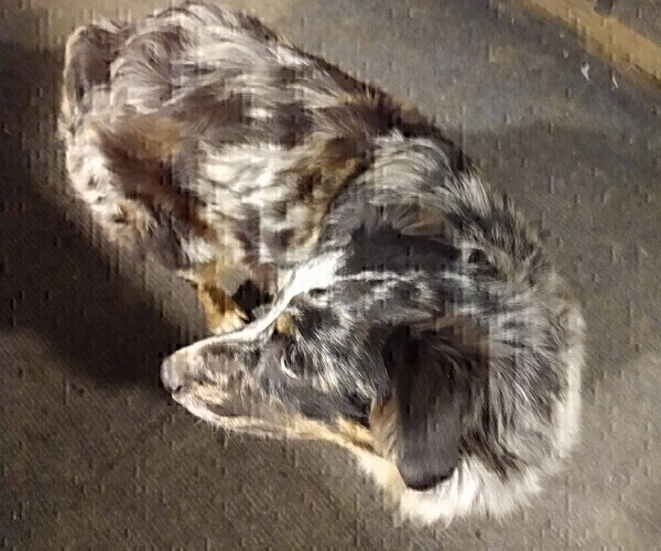 Medium Photo #1 Australian Shepherd Puppy For Sale in SYLVA, NC, USA