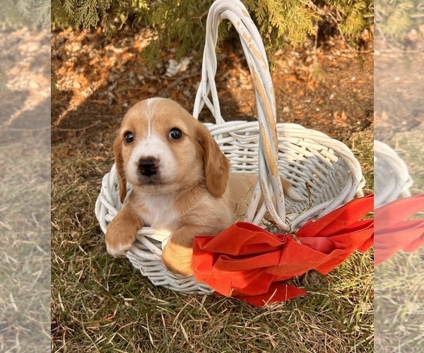 Medium Photo #4 Dachshund Puppy For Sale in MIDDLEBURY, IN, USA