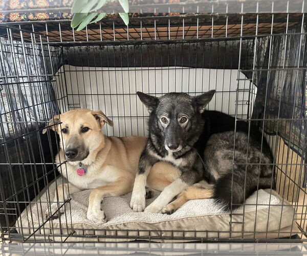 Medium Photo #2 Mutt Puppy For Sale in Bellevue, WA, USA