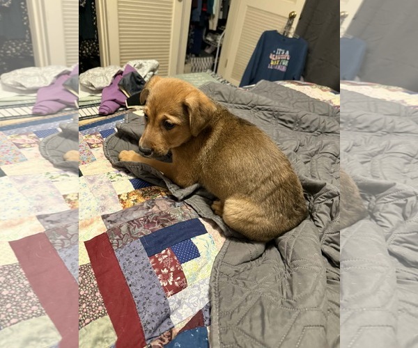 Medium Photo #1 Australian Shepherd-Unknown Mix Puppy For Sale in Mechanicsburg, PA, USA