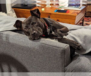 Buddy - Male Mutt Dog for Adoption - Photo #24