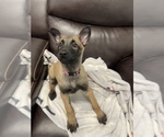 Small Photo #47 Belgian Malinois Puppy For Sale in REESEVILLE, WI, USA