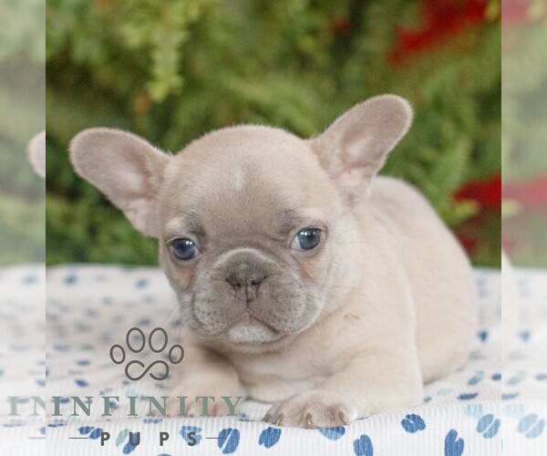Medium Photo #1 French Bulldog Puppy For Sale in RONKS, PA, USA
