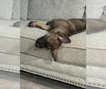 Small #7 German Shepherd Dog