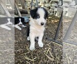 Puppy Eyes ofthe Wrld Border Collie