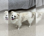 Small #1 Chihuahua Mix