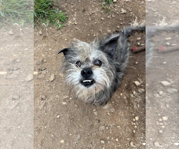 Medium Photo #5 Mutt Puppy For Sale in Pacolet, SC, USA