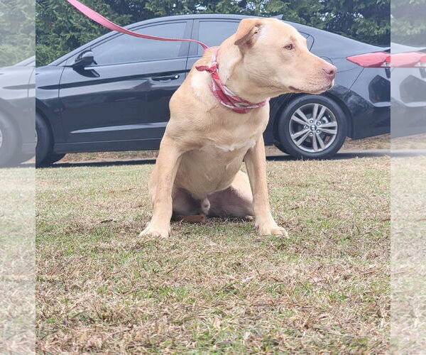 Medium Photo #4 Labsky Puppy For Sale in Orangeburg, SC, USA