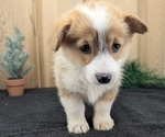 Small #5 Pembroke Welsh Corgi