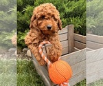 Small #1 Goldendoodle (Miniature)