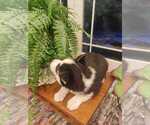Small Photo #5 Siberian Husky Puppy For Sale in AUBURN, NY, USA