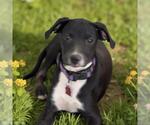 Small #6 Labrador Retriever Mix