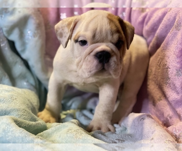 Medium Photo #2 English Bulldog Puppy For Sale in HAMDEN, CT, USA