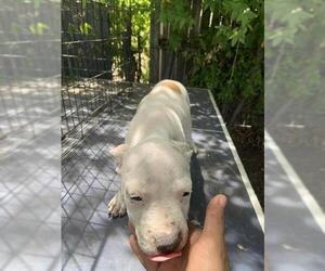 American Staffordshire Terrier-Unknown Mix Dogs for adoption in San Antonio, TX, USA