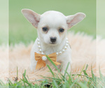 Puppy Chachi Chihuahua