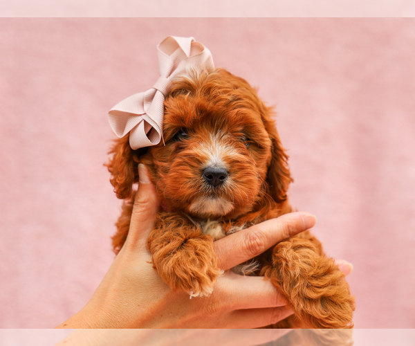 Medium Photo #5 Cavapoo (Miniature) Puppy For Sale in LIBERTY, KY, USA