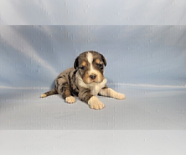 Medium Photo #4 Bernedoodle (Miniature) Puppy For Sale in BLACK FOREST, CO, USA