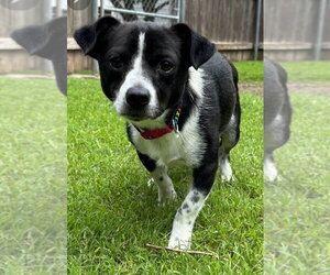 Rat-Cha Dogs for adoption in Great Bend, KS, USA