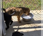 Small #3 Labrador Retriever Mix