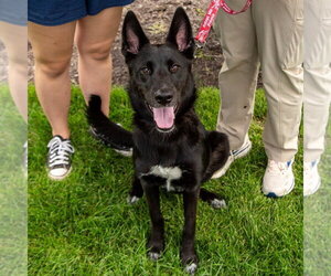 Fae - Female German Shepherd Dog-Unknown Mix Dog for Adoption - Photo #8