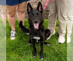 Small Photo #8 German Shepherd Dog-Unknown Mix Puppy For Sale in Canton, CT, USA