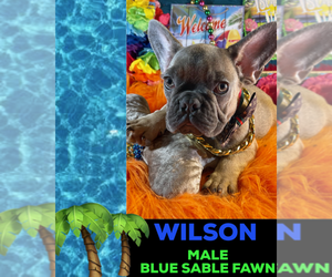 French Bulldog Puppy for sale in HEATHROW, FL, USA