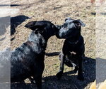 Small #10 American Pit Bull Terrier-German Shepherd Dog Mix