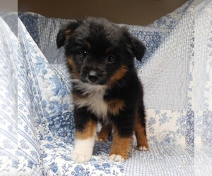 Miniature Australian Shepherd Puppy for sale in HARRISON, OH, USA