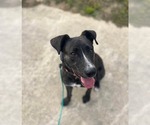 Small American Staffordshire Terrier Mix