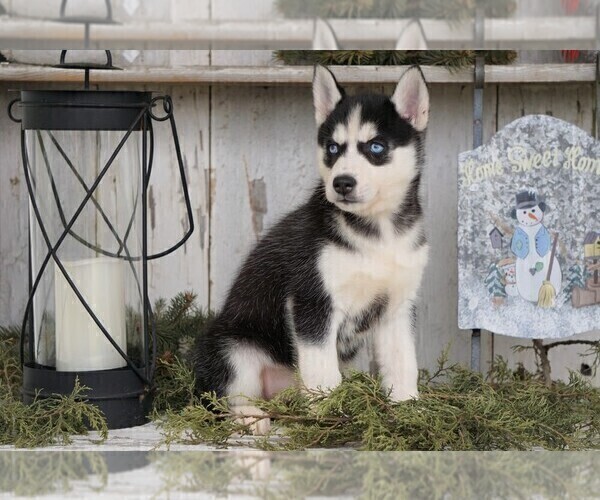 Medium Photo #4 Siberian Husky Puppy For Sale in FREDERICKSBG, OH, USA