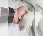 Small Photo #47 Labrador Retriever Puppy For Sale in NEW LENOX, IL, USA