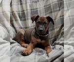 Small Photo #2 Belgian Malinois-Doberman Pinscher Mix Puppy For Sale in MILLBROOK, NY, USA