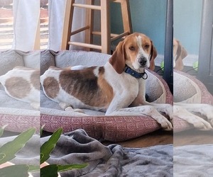 Mutt Dogs for adoption in Rustburg, VA, USA