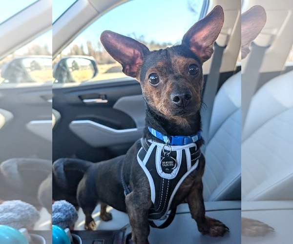 Medium Photo #8 Chihuahua-Unknown Mix Puppy For Sale in Mount Airy, NC, USA