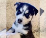 Small Photo #6 Siberian Husky Puppy For Sale in PROVIDENCE FORGE, VA, USA