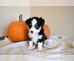 Small Photo #5 Miniature Australian Shepherd Puppy For Sale in FORT RUCKER, AL, USA