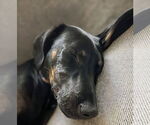 Small #3 Doberman Pinscher