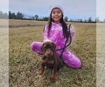 Small Photo #39 Doberman Pinscher Puppy For Sale in FORT LAUDERDALE, FL, USA