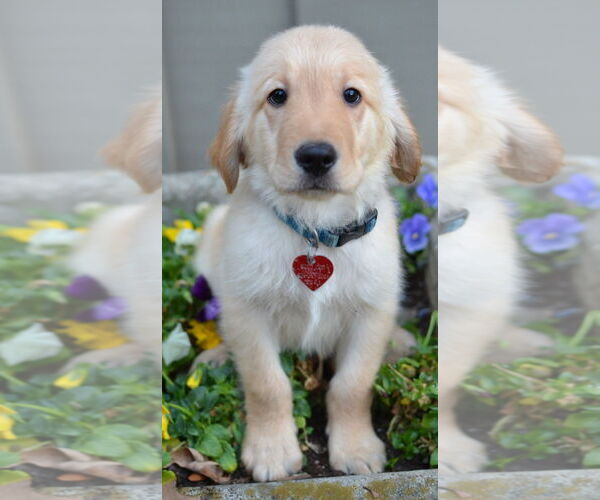 Medium Photo #3 Golden Retriever Puppy For Sale in Enfield, CT, USA