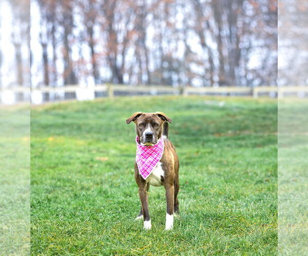 Medium Photo #4 Mutt Puppy For Sale in Unionville, PA, USA
