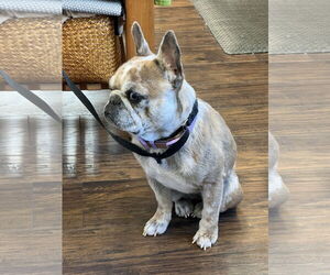 Barbie - Female French Bulldog Dog for Adoption - Photo #4