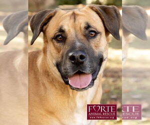Labrador Retriever-Unknown Mix Dogs for adoption in Marina del Rey, CA, USA