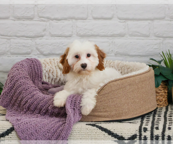 Medium Photo #7 Cavapoo (Miniature) Puppy For Sale in SYRACUSE, IN, USA