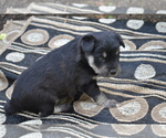 Puppy 3 Alaskan Klee Kai-Pomeranian Mix
